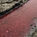 kamara derisine zehir akıtan tesis