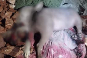 kopek-katliamialtindag-1292x727