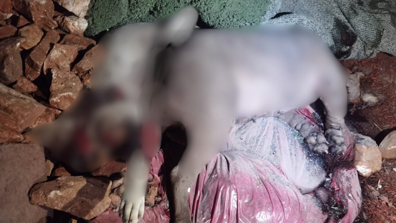 kopek-katliamialtindag-1292x727