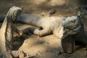 690x390cc-tayvan-iguana-oldurecek