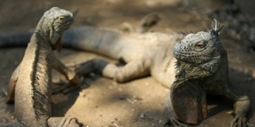 690x390cc-tayvan-iguana-oldurecek