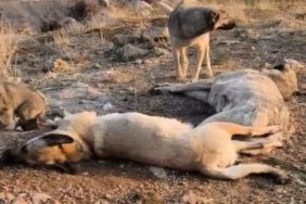 1390x790cc-srnk-11-02-2025-sirnak-sokak-kopekleri-katledildi