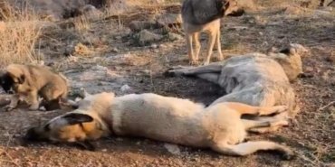 1390x790cc-srnk-11-02-2025-sirnak-sokak-kopekleri-katledildi