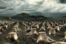 kesilmisagaclardogatalani