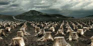 kesilmisagaclardogatalani